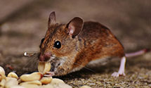 24 Hour & Emergency Exterminators in Harrisburg, NY